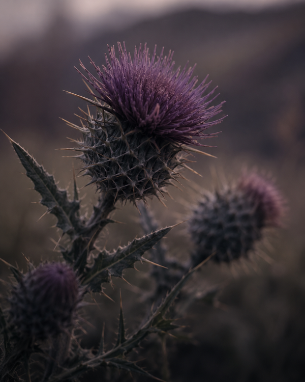 Dusky Thistle
