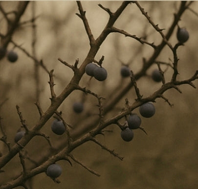 Blackthorn