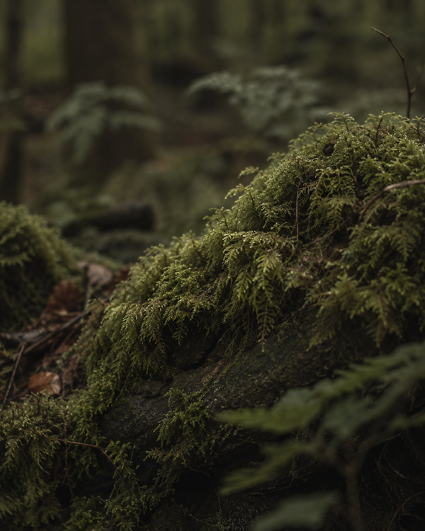 Woodland Moss
